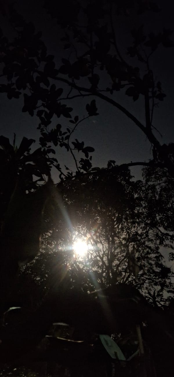 Moon Creates Starburst Effects Through Trees in Venezuelan Night Sky