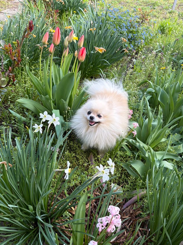 Pomeranian dog spotted around Bulgarian village amid spring flowers