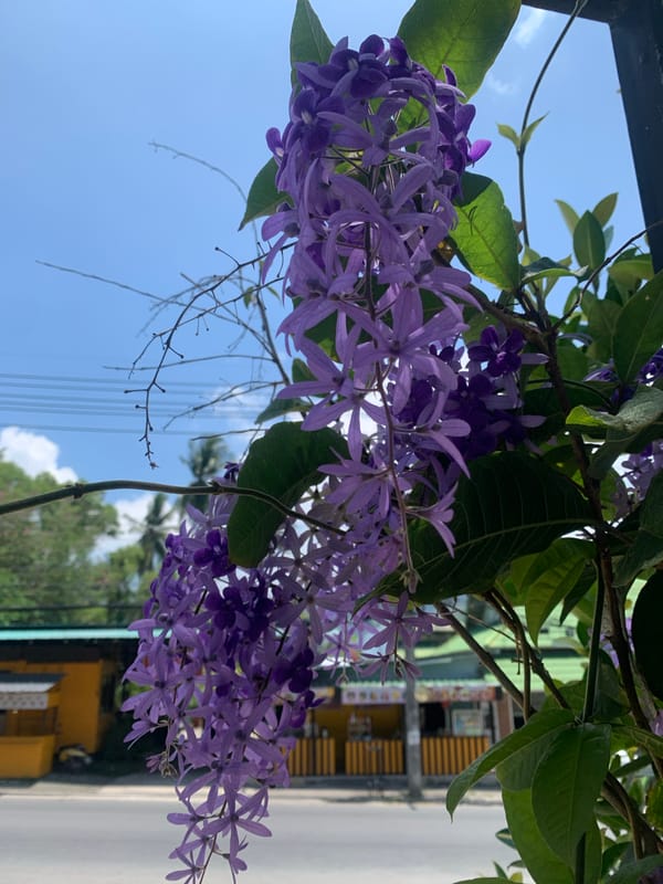 Purple flowering vine blooms captured in Ban Bang Rak