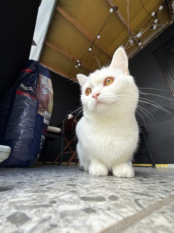 White cat with striking eyes, multiple close-up angles