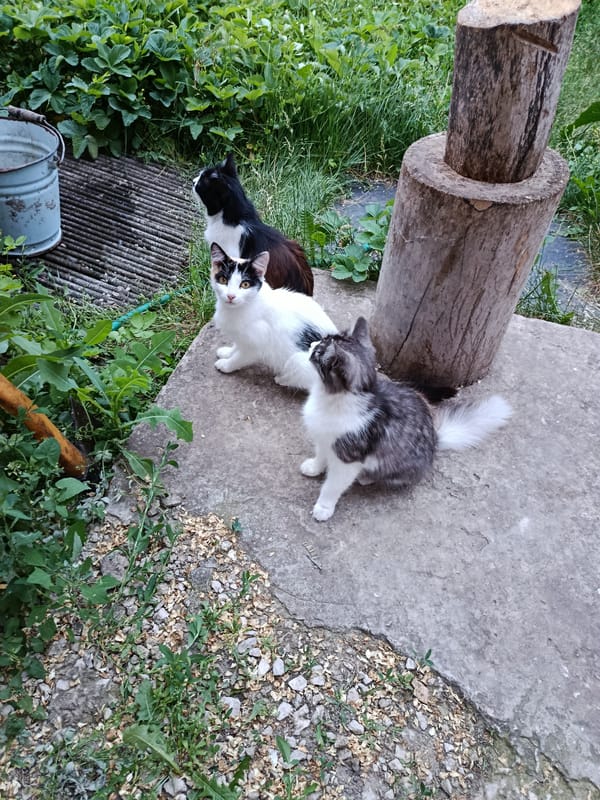 Evening scenes with cats and blooming roses in Marx, Russia