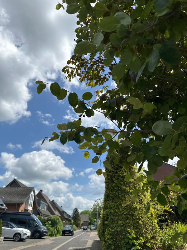 Hour-long flower-focused walk documented through Krefeld residential streets