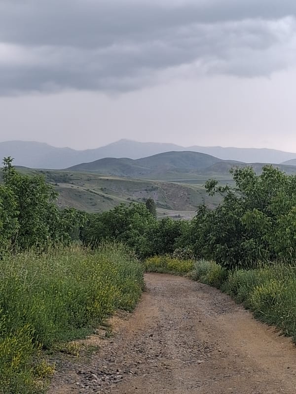 Rainy morning among horses and wildflowers in highland Armenia