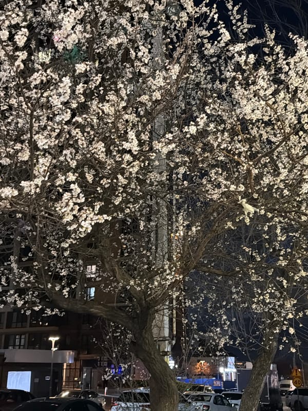 White blossoming tree illuminates nighttime street in Rostov-on-Don