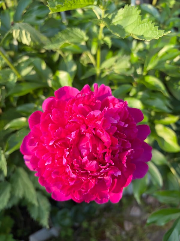 Peonies, berries, and insects in a Siberian summer garden