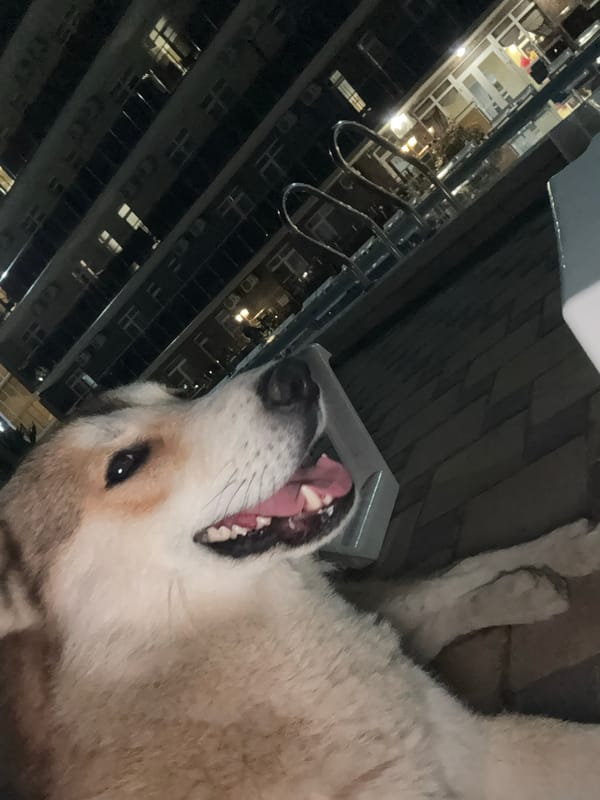Nighttime scenes of people and dogs captured in Anapa