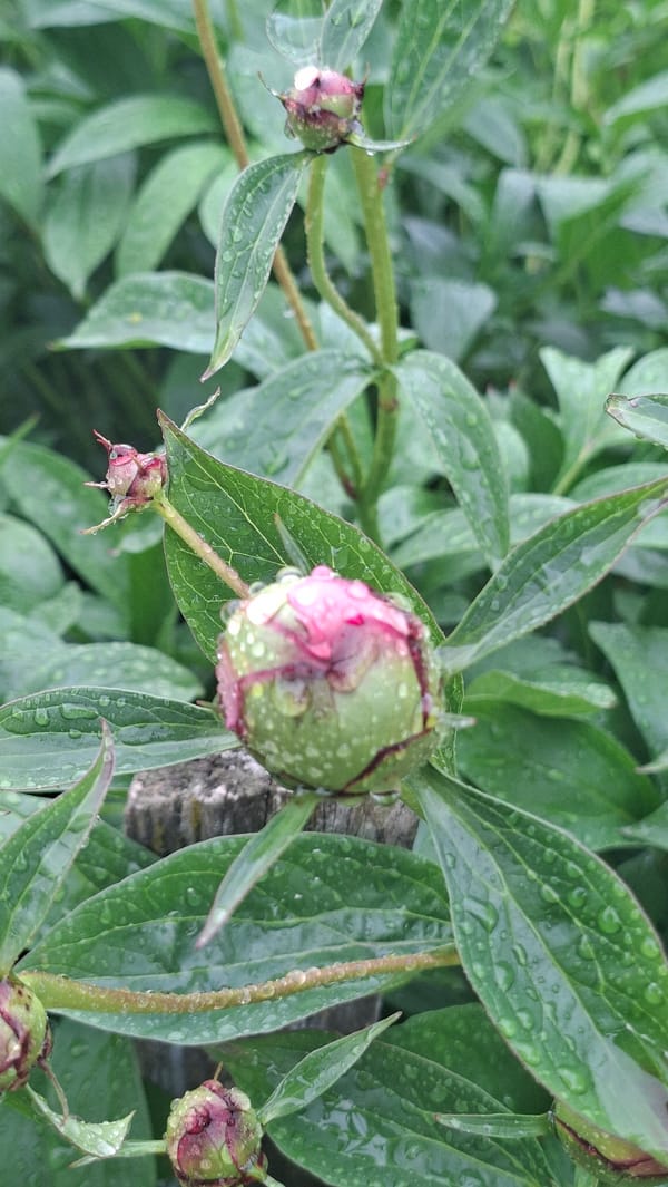 Morning walk captures rainy day moments in rural Belarus