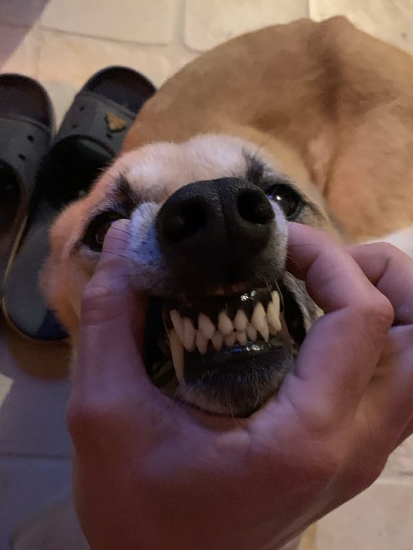 Dog dental examination captured in Tel Aviv