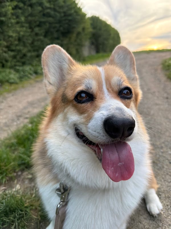 Corgi enjoys evening walk through German village scenery