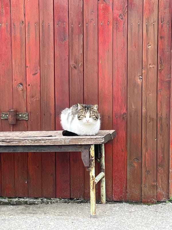 Cat rests on wooden door structure in Pchelnik