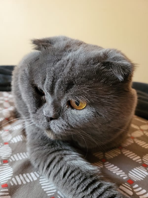 Lazy evening in with a Scottish Fold cat and a decent sunset