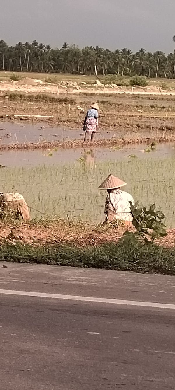 Rice planting underway in the flooded paddies of Peurupok