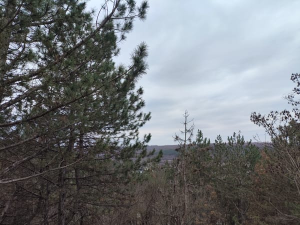 Elevated tree view captured in Rybnitsa, Moldova