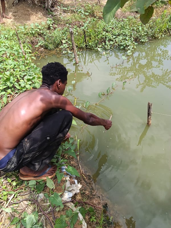 Fishing a duckweed-covered pond in Yenagoa, catfish landed
