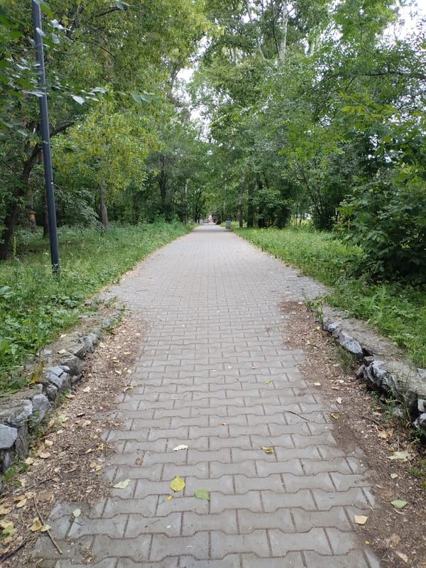 Morning walk through a park with pigeons, paths, and greenery