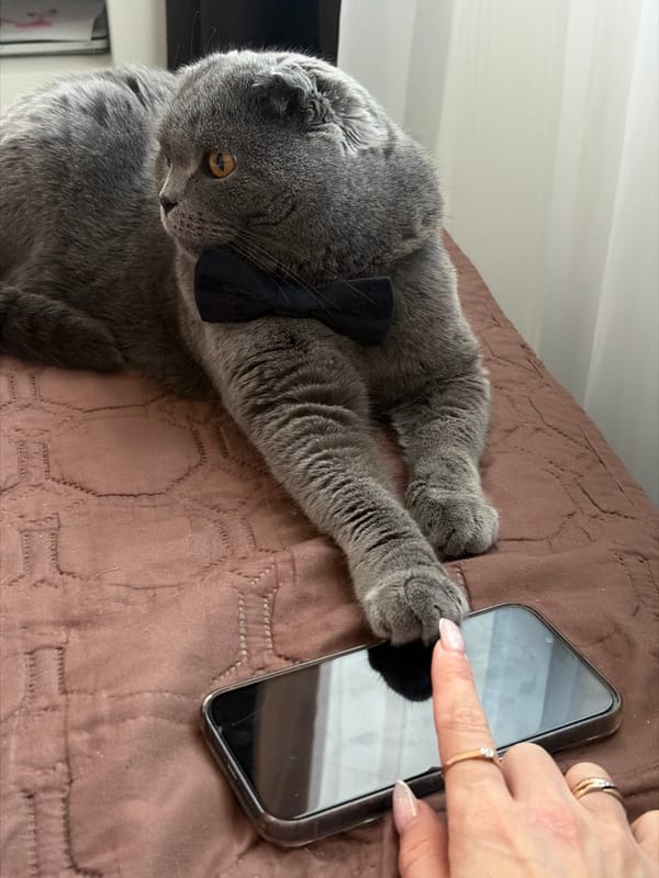Bow-tied Scottish Fold cat plays with smartphone in Petersburg
