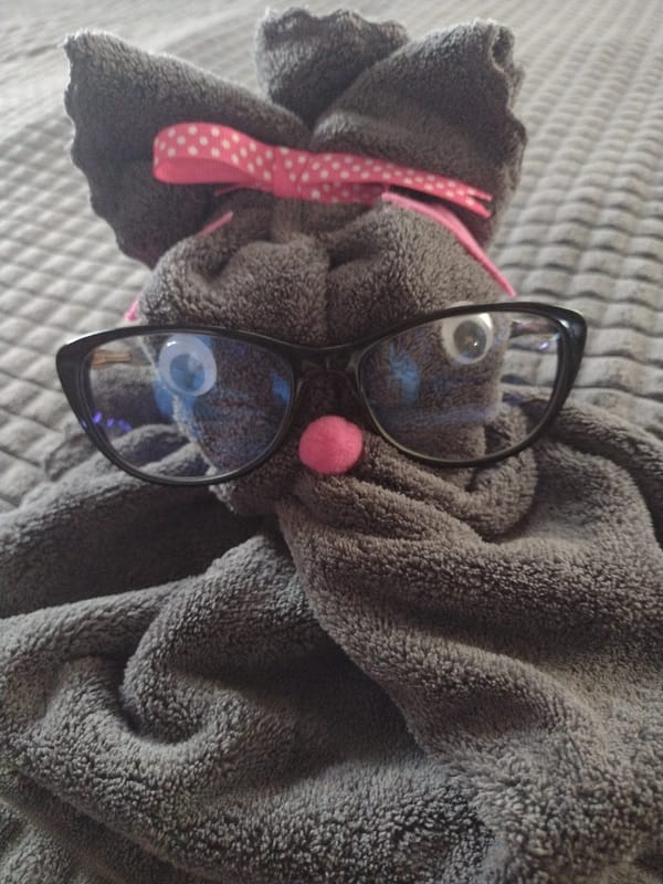 Dogs rest on blankets in Burgas, Bulgaria