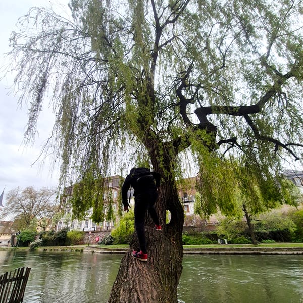 Person climbs willow tree over river in Strasbourg