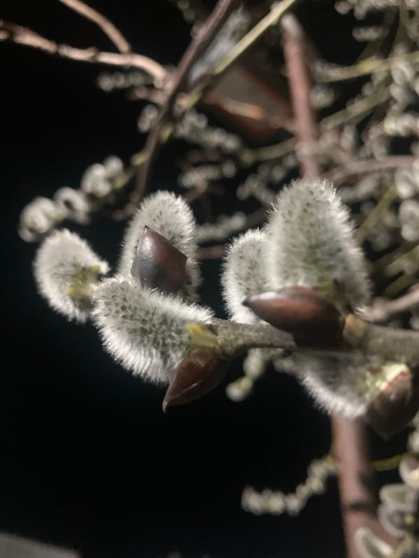 Spring pussy willow blossoms documented in Noviy, Russia