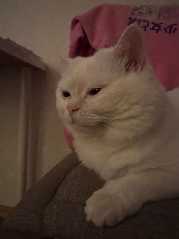 White cat resting on a couch, shot up close