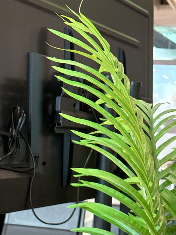 Indoor café plants and décor details, Ob, Russia