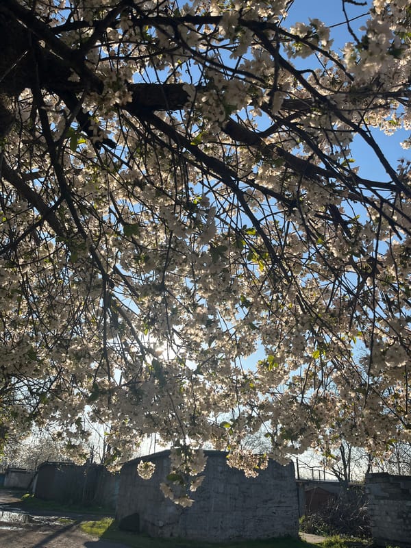 Spring flowers bloom in Kryvyi Rih parks and gardens
