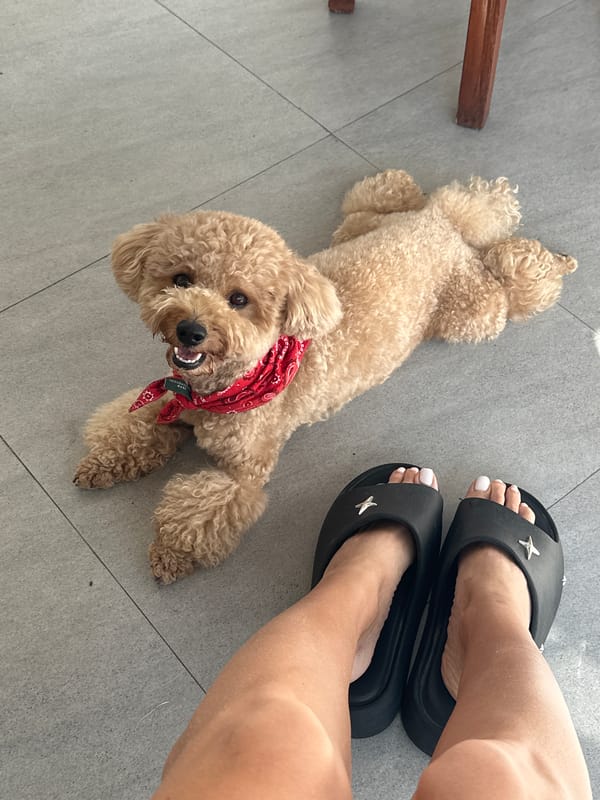 Poodle photographed multiple times on North Kuta patio early morning