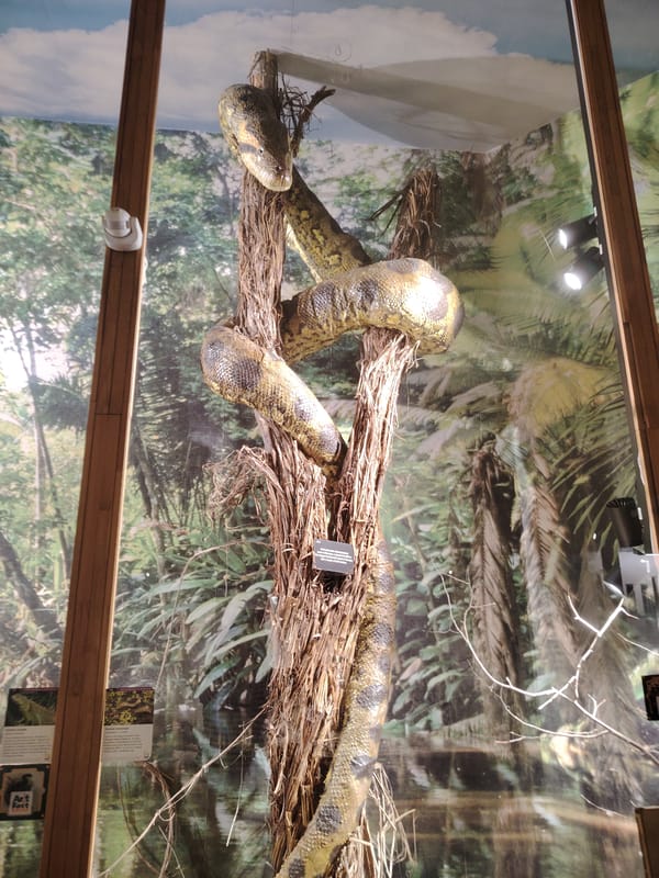 Visitor documents wildlife exhibits at Plovdiv Natural History Museum