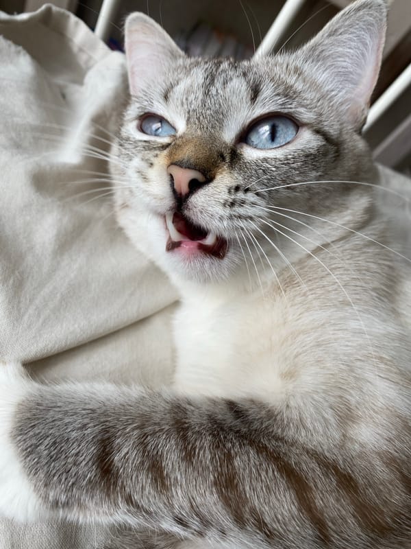 Blue-eyed cat photographed during morning routine in Yekaterinburg bedroom