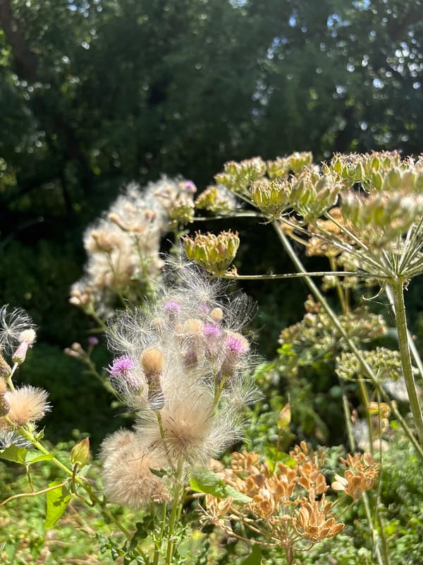 Leisurely wander through a lush waterside park in summer