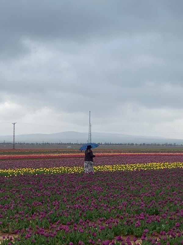 Tourists visit colorful tulip fields in Kazımkarabekir, Turkey
