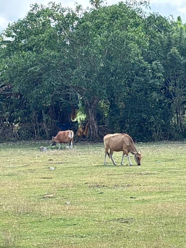 Cows grazing in a grassy field in Kuta Selatan