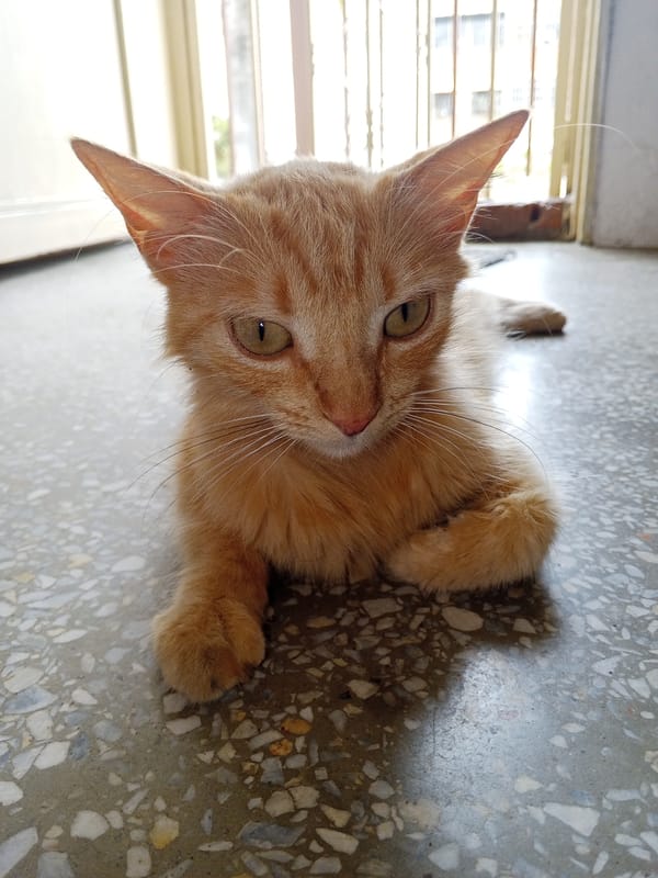 Ginger cat rests with crossed paws in Tinaquillo, Venezuela