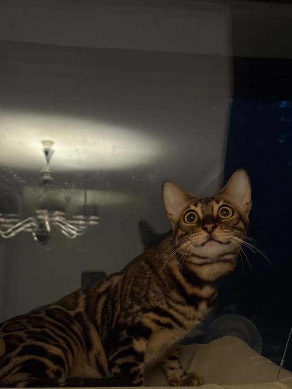 Bengal cat spotted in domestic playtime in Tallinn