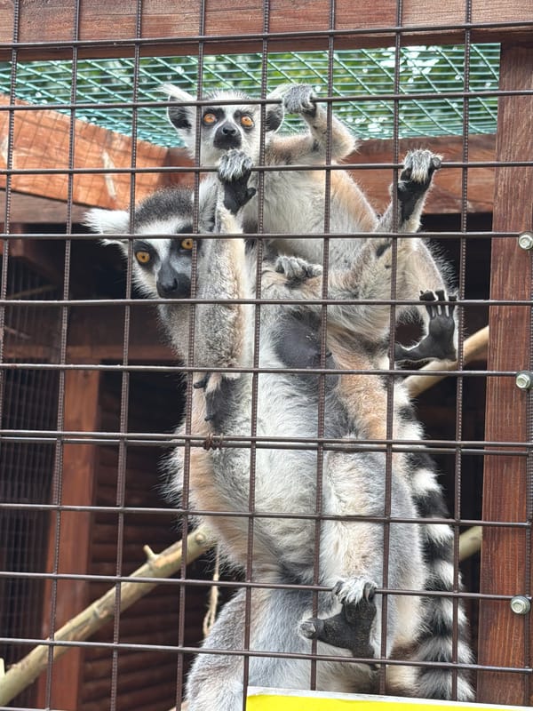 Morning at Izhevsk Zoo, animals and grounds explored