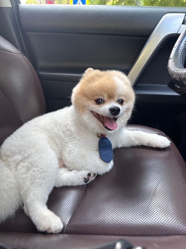 Pomeranian co-pilot steals the show on a Sochi drive