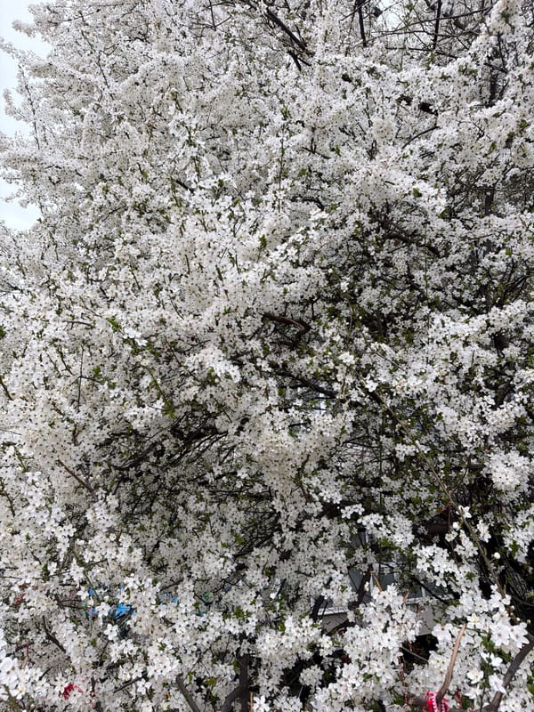 Spring blooms and shopping mall visits documented in Sofia