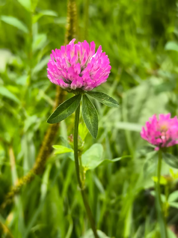 Quiet zone park in Klaipėda, flowers, wildlife, and urban greenery