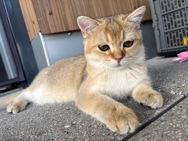 Golden cat relaxes on Bönnigheim pavement, June afternoon
