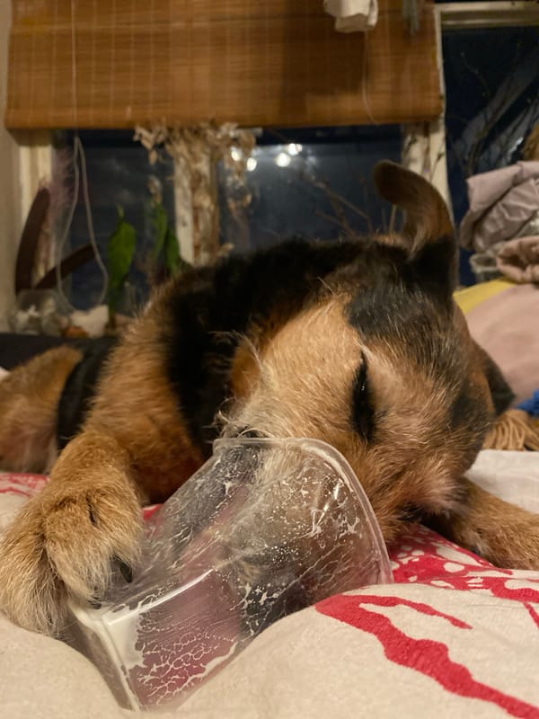 Dog rests head against plastic container in Dolgoprudny