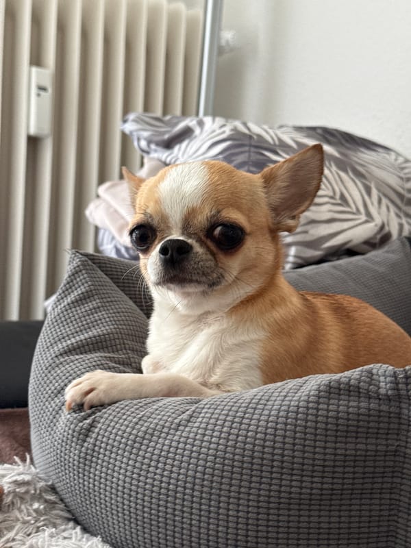 Chihuahua photographed resting on cushion in Berlin home