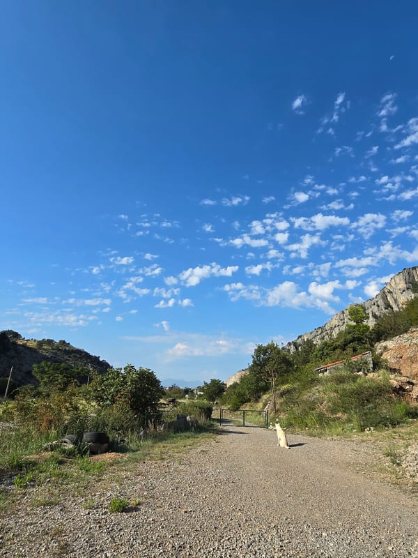 Dogs, wildflowers, and rocky peaks on a quiet mountain morning