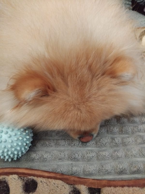 Small fluffy dog photographed sleeping peacefully in Apriltsi, Bulgaria