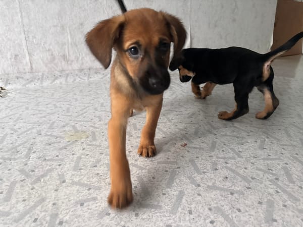 Puppy chaos and errands in Birobidzhan