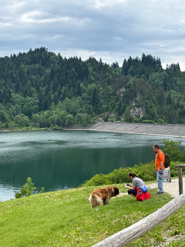 Man walks dog near historic Niedzica-Zamek castle and lake