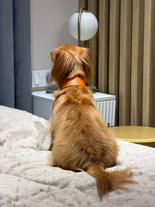 Dachshund's relaxed evening in a Sochi apartment