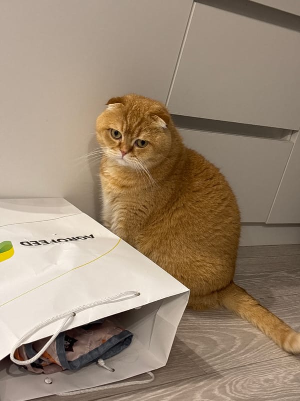 Orange Scottish Fold cat relaxing and playing at home