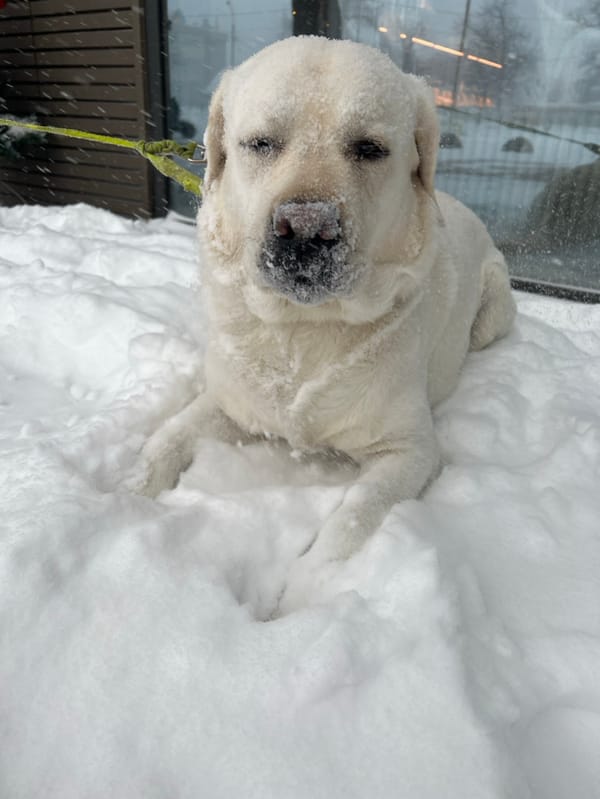 Labrador enjoys heavy snowstorm during morning walk in Mytishchi
