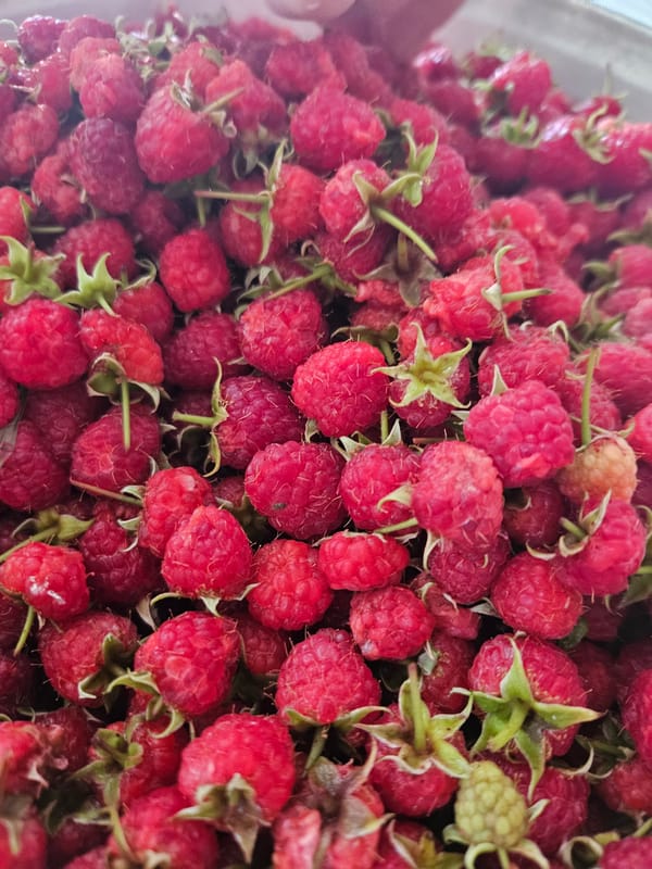 Fresh raspberries, up close and in detail