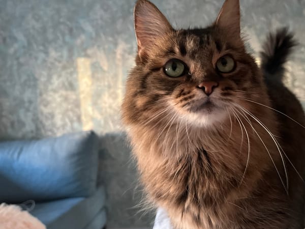Green-eyed tabby cat photographed up close in Babruysk
